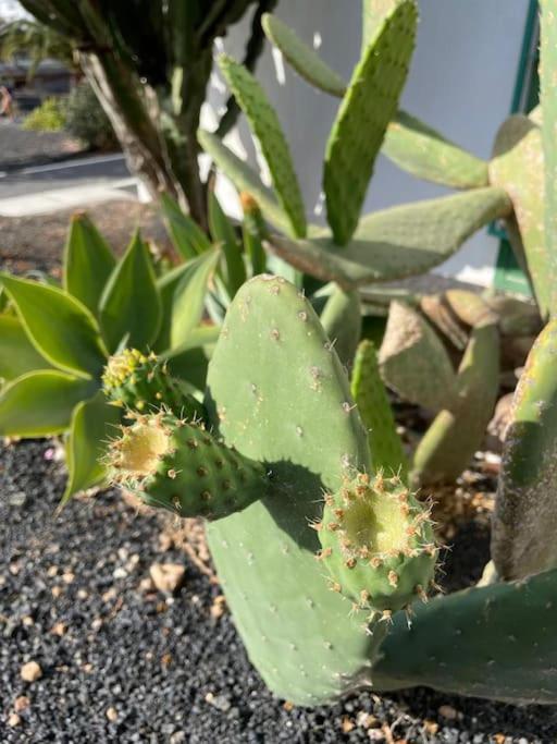 Apartamento Amura En Playa De Las Cucharas コスタ・テギセ エクステリア 写真